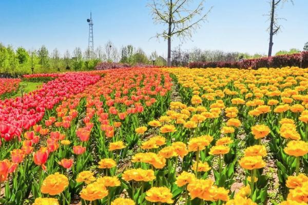 2021北京长阳公园郁金香花展-最佳观赏地点
