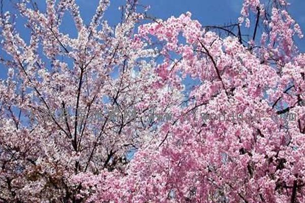 2021旅顺樱花园门票 旅顺樱花节活动