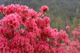 2021汝阳杜鹃花节举办时间-活动攻略