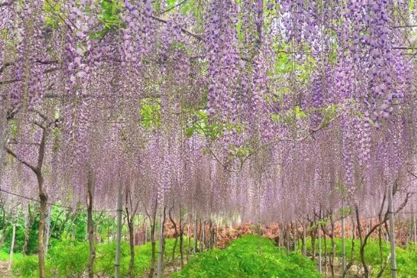 2021广富林郊野公园紫藤花开了吗-最佳观赏期