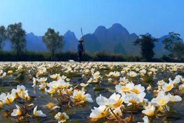 2024澄江国家湿地公园旅游攻略-门票价格-景点信息