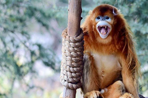 2021昆明云南野生動物園五一游玩攻略