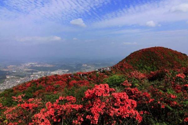 2021玉龍雪山杜鵑花開的時(shí)間-杜鵑花花期