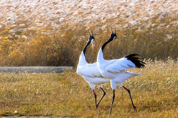 扎龙自然保护区几月份最好-门票多少钱及放鹤时间