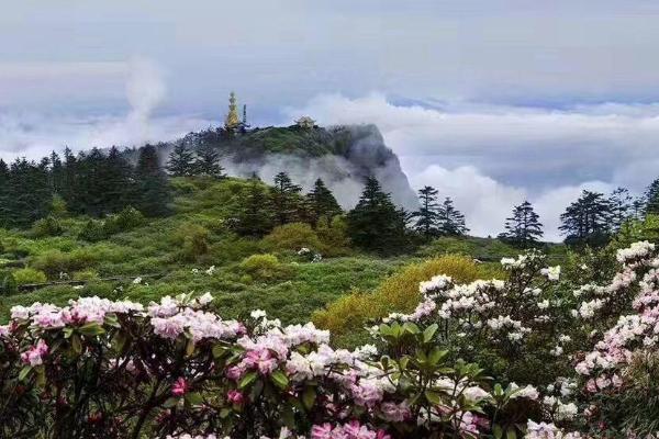 峨眉山杜鹃花什么时候开 2021峨眉山杜鹃花节时间-活动