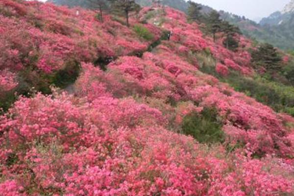 2021峨眉山杜鹃花几月开-最佳观赏地点及路线