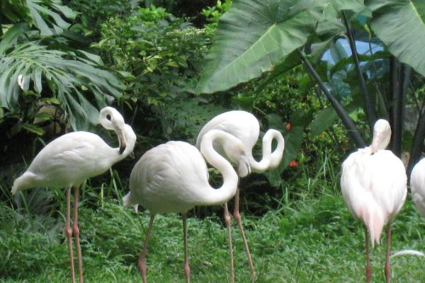 海南热带野生动植物园在哪里-怎么去