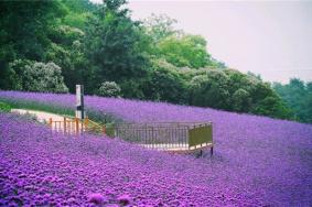 無錫雪浪山生態園門票-門票價格-景點信息