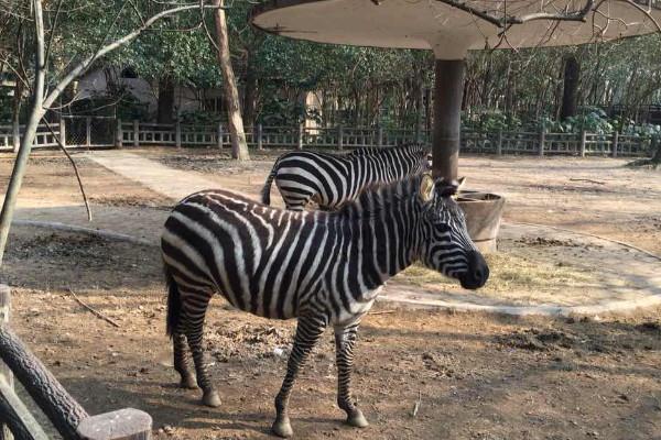 2021上海動物園五一門票需要預約嗎 門票預約方式