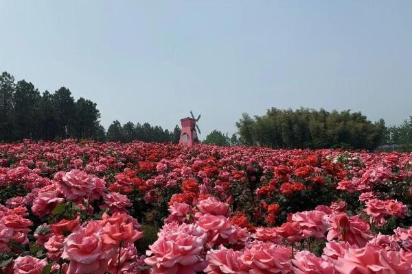 2021南京玫瑰园在哪里 南京玫瑰园门票多少钱