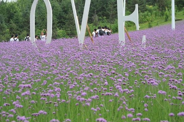 2021沈阳世博园丁香花什么时候开-最佳观赏时间-地点