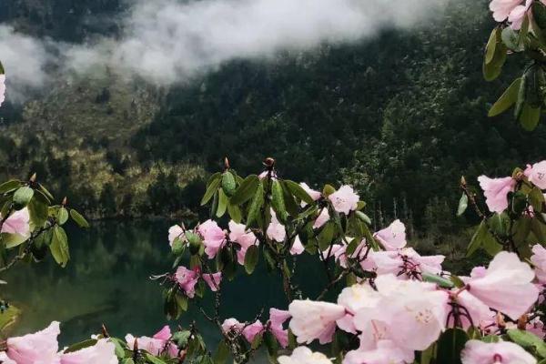 2021年木格措杜鹃花最佳花期 木格措景区免费赏花时间