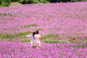 2021武汉波斯菊花海在哪里-门票价格多少