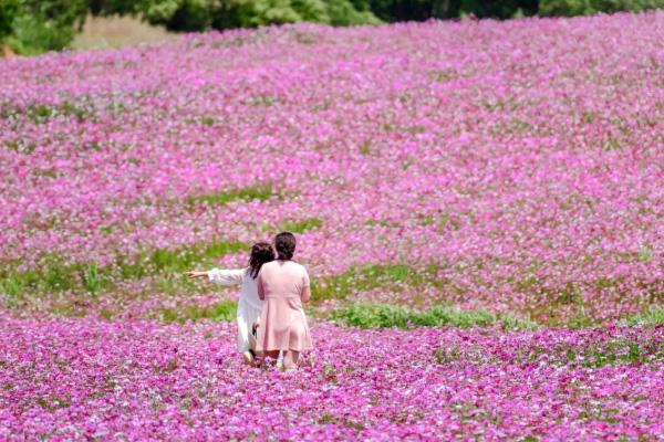 2021武漢波斯菊花海在哪里-門票價(jià)格多少