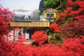 5月四川哪里有枫叶 春季四川红叶观赏地推荐