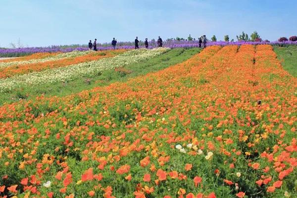 2021镇江伏热花海门票多少钱-最佳赏花时间