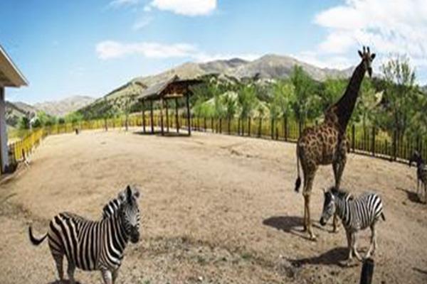 2021大青山野生动物园开放时间-门票价格及预约指南