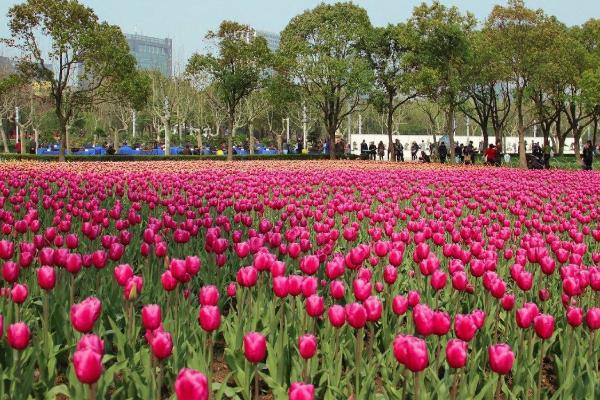 按计划,第十届花博会将于2021年5月21日至7月2日在上海市崇明区举办.