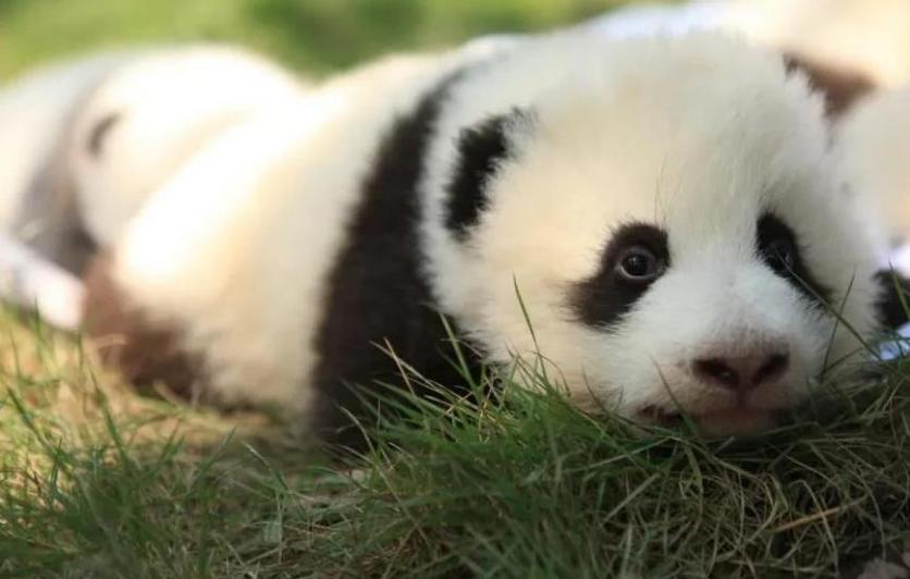 成都大熊猫繁育研究基地适合带小孩子去吗