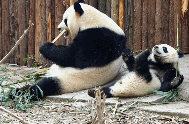 成都大熊猫繁育研究基地适合带小孩子去吗