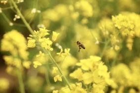 北京油菜花观赏地