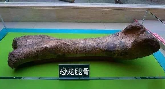 甘肃省博物馆有恐龙展厅吗