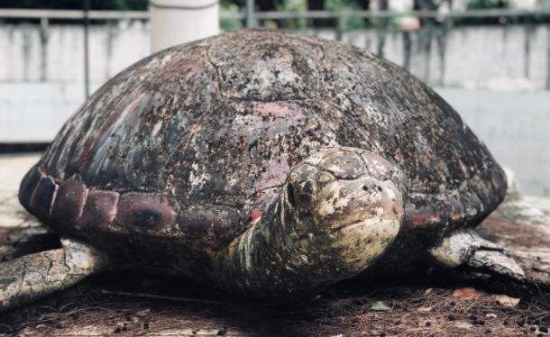 金牛嶺動物園那去哪了 金牛嶺動物園現狀