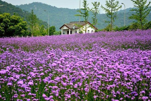 宁波荪湖花海什么时候去合适