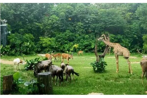 郑州野生动物园最新消息  郑州野生动物园在哪