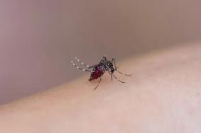 深圳蚊子地图最新-哪里蚊子最多