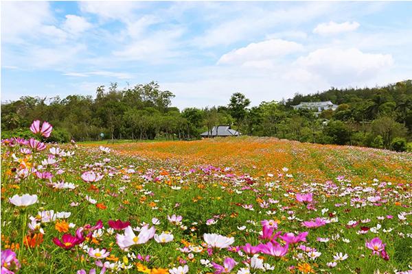 厦门波斯菊花海观赏地点