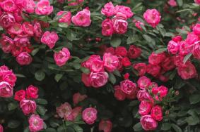 <strong>武汉夏季赏花指南(花种+花期+赏花地点)</strong>