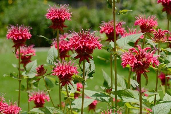 2021上海辰山植物園怎么走-夏季游玩攻略