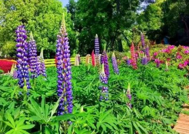 武汉夏季赏花指南(花种+花期+赏花地点)