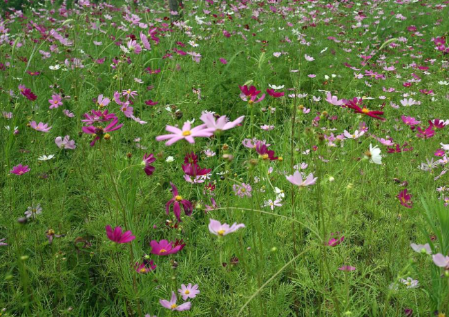 武汉夏季赏花指南(花种+花期+赏花地点)