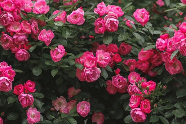 武汉夏季赏花指南(花种+花期+赏花地点)