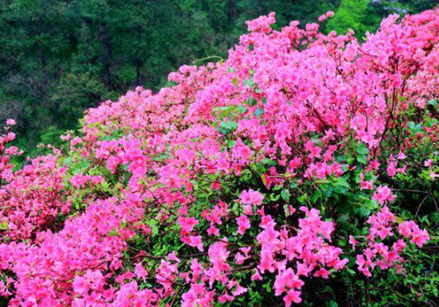 武汉夏季赏花指南(花种+花期+赏花地点)