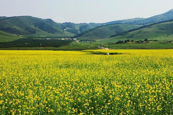 2021沈阳油菜花节什么时候-周末活动汇总