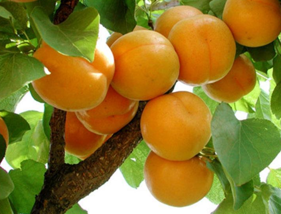 成都杏子采摘园在哪里 成都水蜜桃采摘园推荐