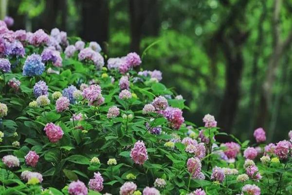 无锡端午赏花景点推荐