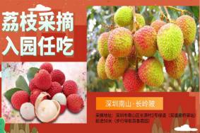 <strong>2021深圳百香荔园荔枝采摘门票价格</strong>