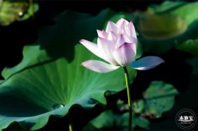 深圳仙湖植物园要门票吗