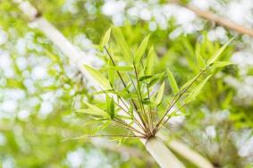 深圳松子坑森林公园开放了吗
