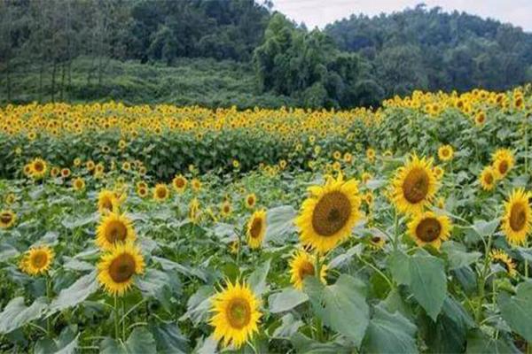 2021重慶向日葵花海在哪里  重慶向日葵花海花期