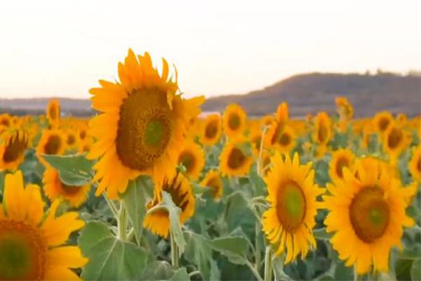 2021重慶向日葵花海在哪里  重慶向日葵花海花期