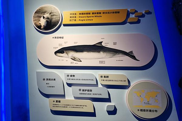 2021惠州抹香鲸主题馆有哪些展厅  惠州抹香鲸主题馆地址