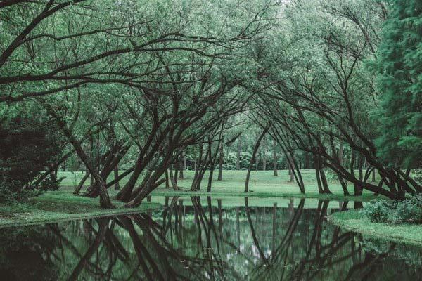 上海共青森林公園什么時候免費-門票-預約指南