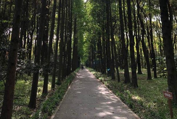 2021上海滨江森林公园免费开放时间