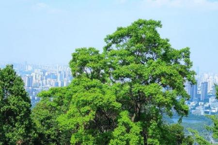 2022合肥蜀山森林公园游玩攻略 - 门票