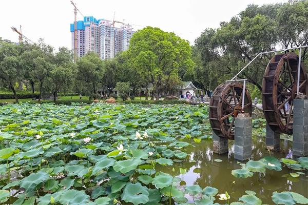 深圳洪湖公園賞荷最佳景點